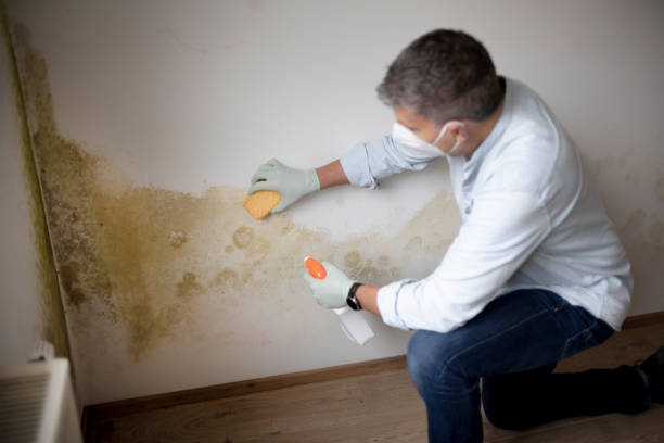 Best Environmental Consulting for Mold Prevention  in Park View, IA
